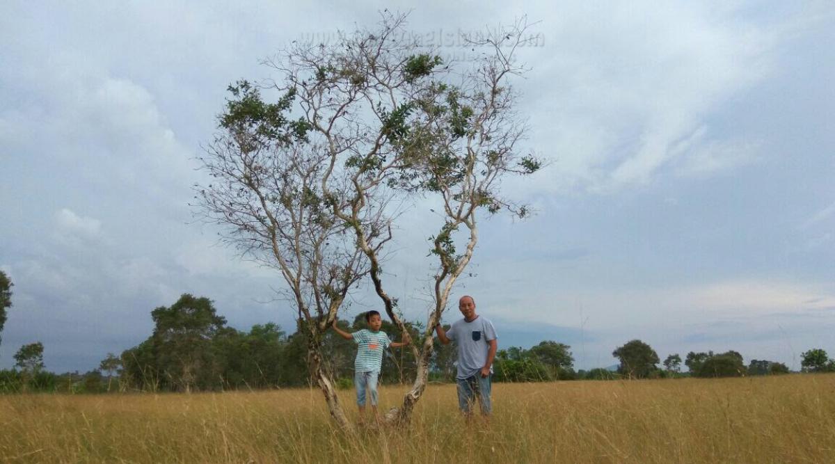 image belitung #2