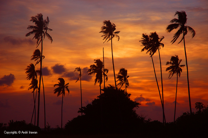 Fotografer:  Andri Irawan 7