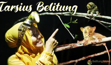 Tarsius Belitung|Tarsius Belitung|Tarsius Belitung|تارسوس بيليتونج