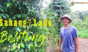 Kebun Lada Belitung|Belitung Pepper Plantation|勿里洞胡椒种植园|مزرعة بيليتونج الفلفل