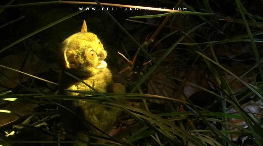 belitung image