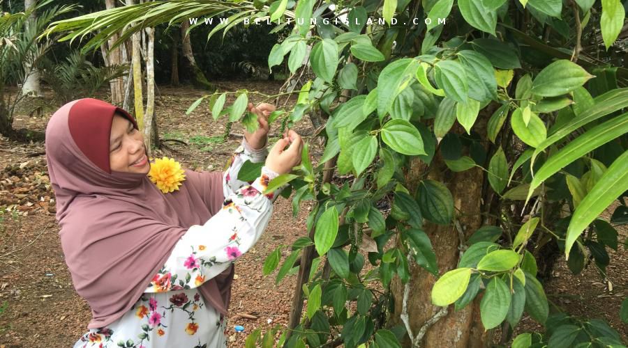 belitung image