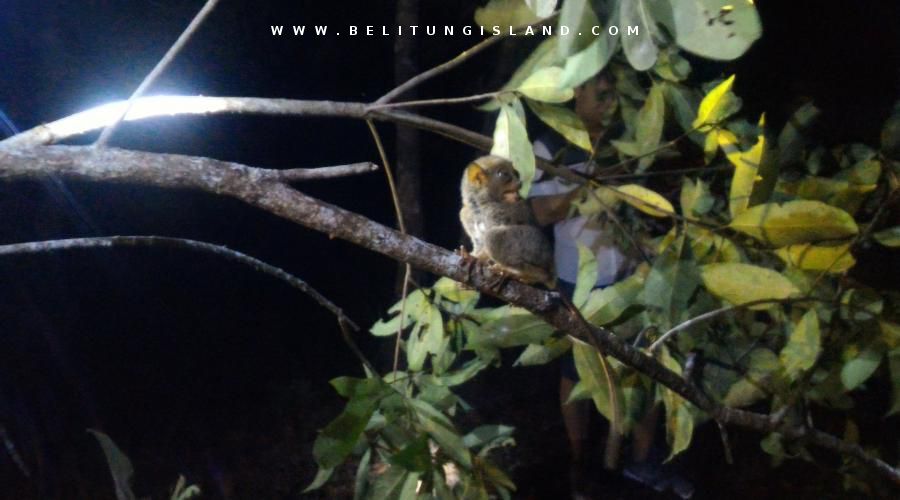 belitung image