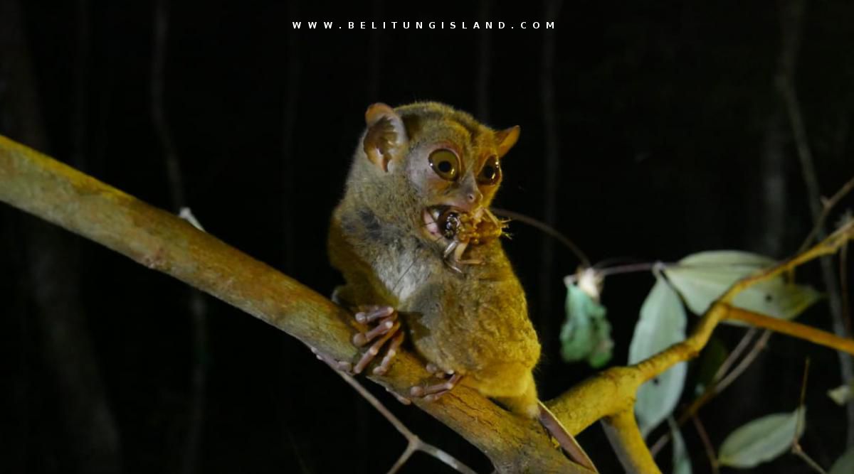 belitung image