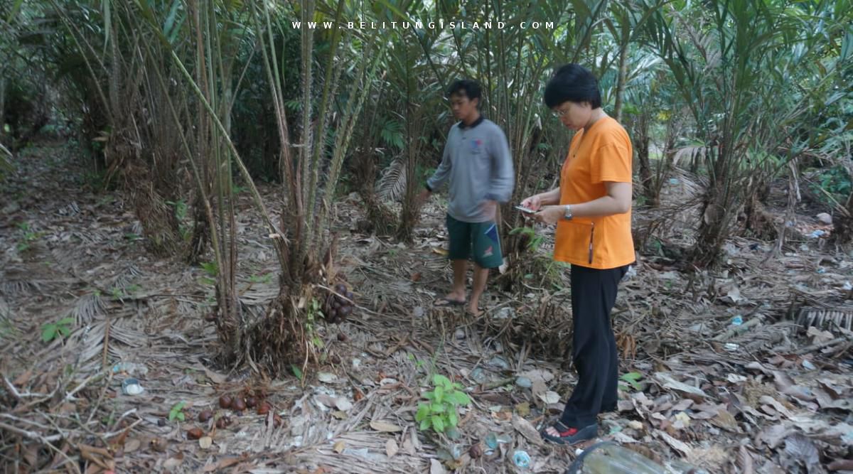 belitung image
