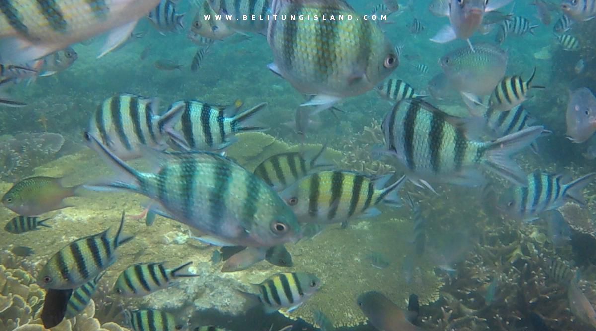 belitung image