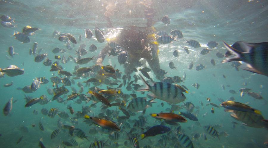 Belitung Article #205